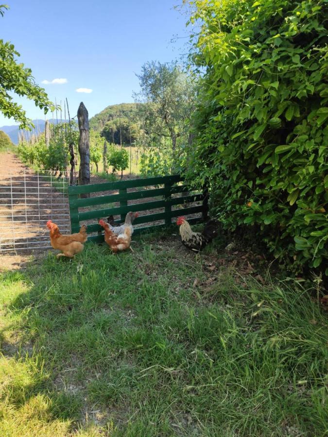 Cara House Tuscany - Zona Lucca Chiatri 外观 照片
